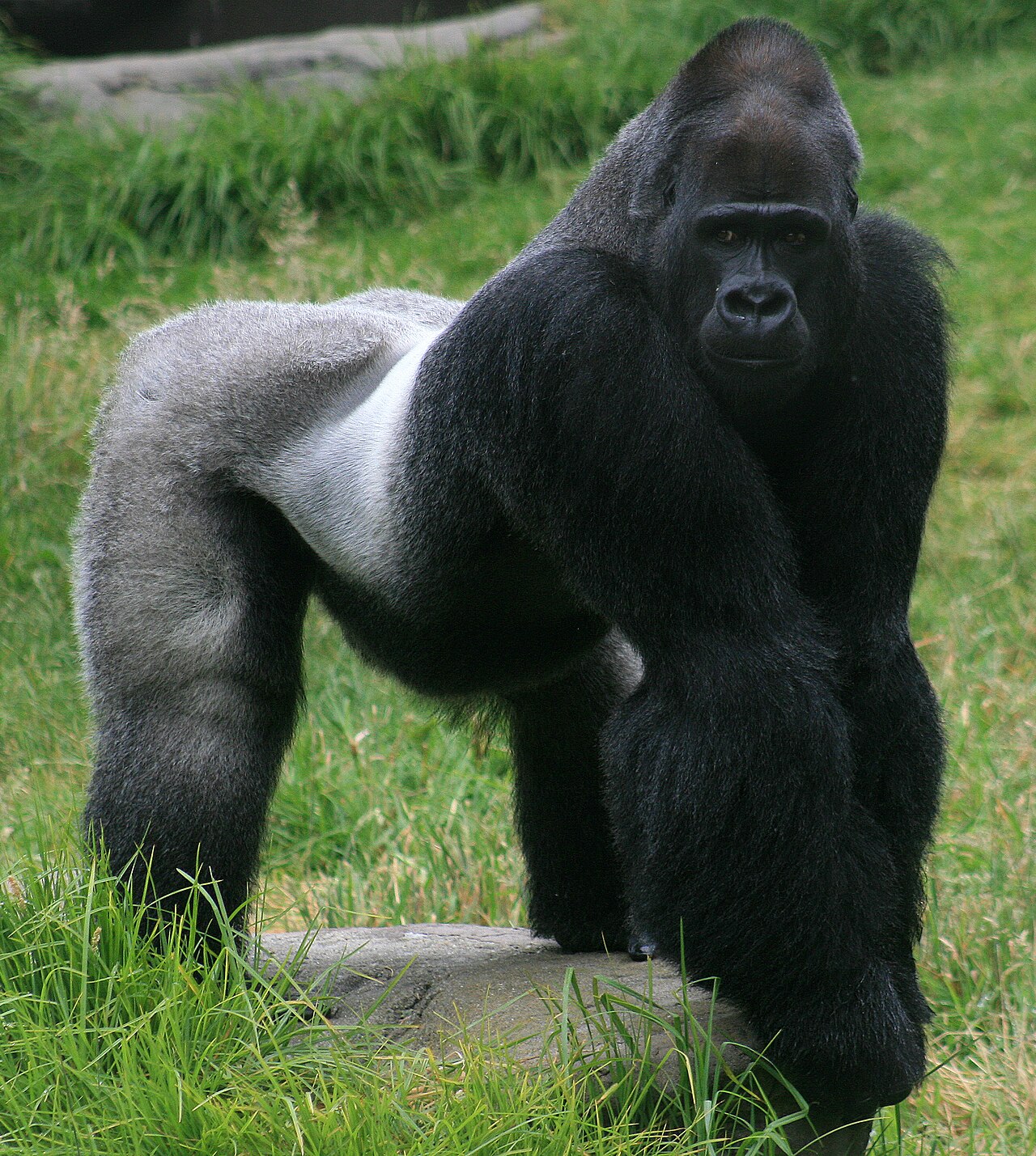 Mountain gorilla in the forest