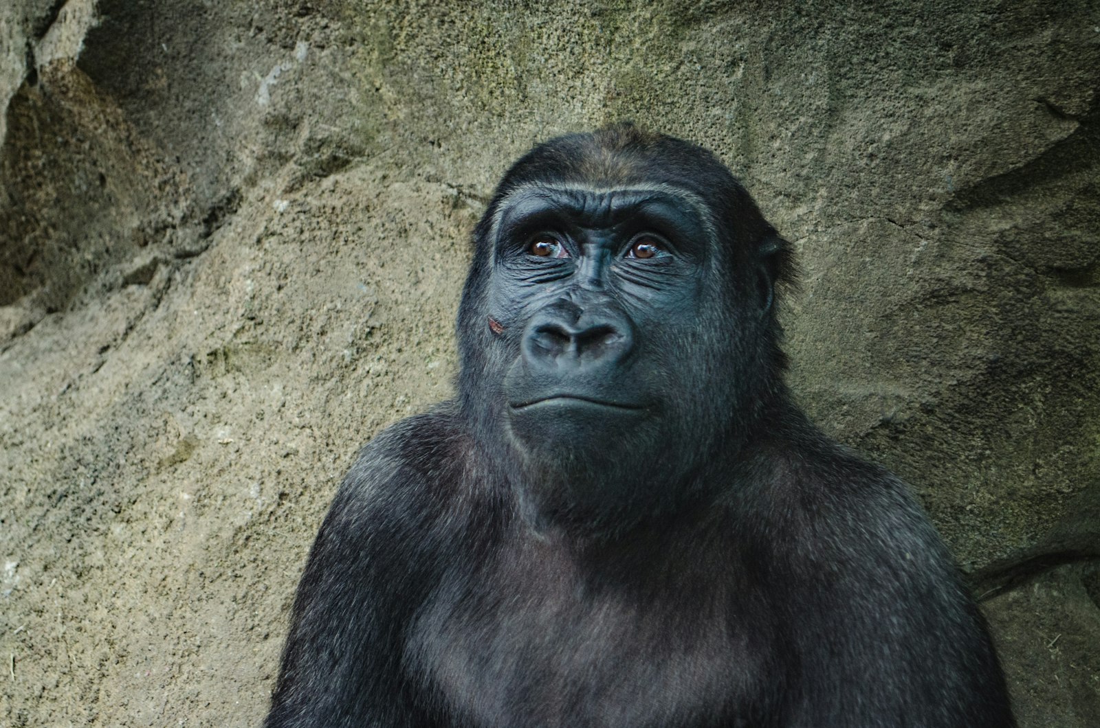 Mountain gorilla portrait