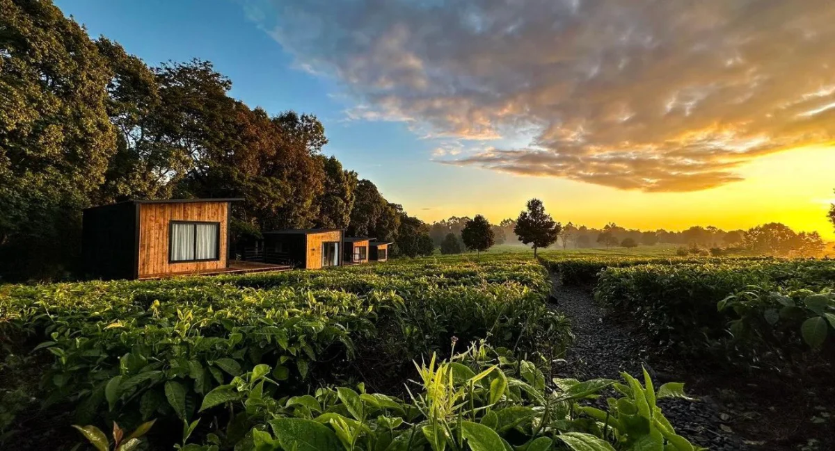 Cabins among the emerald rows of a working highland tea estate at sunrise